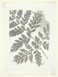 Branch of a Fern