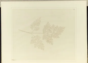 Leaf of a Plant
