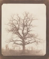 Oak Tree in Winter