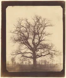 Oak Tree in Winter