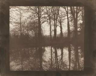 Trees and Reflections
