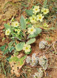 Bank of Primroses and Blackthorn