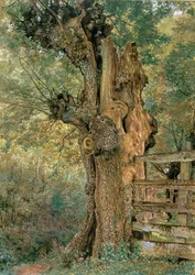 Pollard Elm on the Edge of the Village Pound