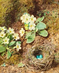 Primroses and Bird