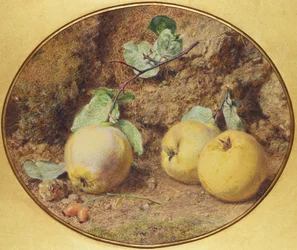 Quinces and Haws