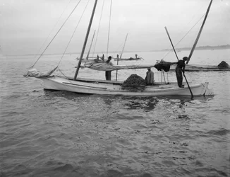 Oyster Dredging
