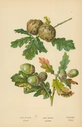 Oak Apple. Acorn