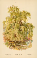 Weeping Willow