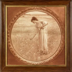 Flowers of the Field