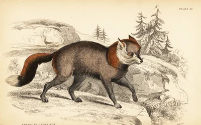 American cross-fox, Vulpes vulpes
