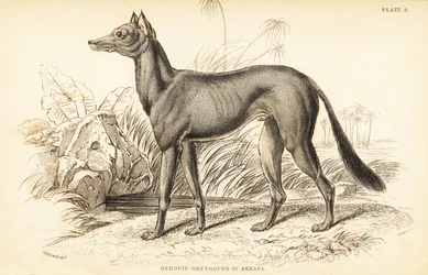 Arabian Greyhound, Canis lupus familiaris
