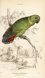 Black-collared Lovebird, Agapornis swindernianus