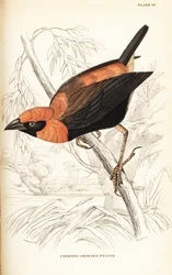Black-winged Red Bishop, Euplectes hordeaceus