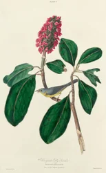 Bonaparte Fly Catcher