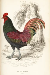 Bronzed rooster of Sumatra, Gallus aeneus