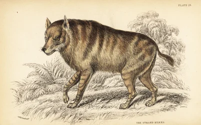 Brown hyena or strandwolf, Hyaena brunnea