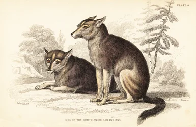 Coyote