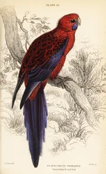 Crimson rosella, Platycercus elegans
