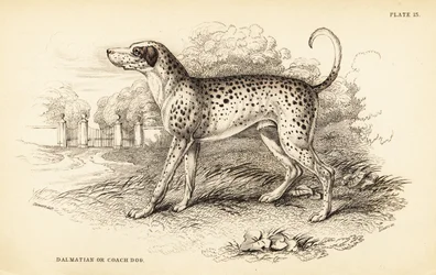 Dalmatian dog or coach dog, Canis lupus familiaris