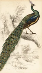 Green peafowl, Pavo muticus