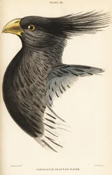 Head of the Western Plantain-eater, Crinifer piscator