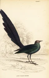 Long-tailed glossy starling, Lamprotornis caudatus