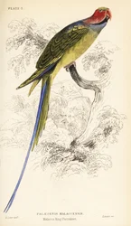 Long-tailed parakeet, Psittacula longicauda