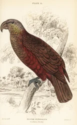 New Zealand kaka, Nestor meridionalis