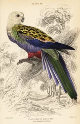 Pale-headed rosella, Platycercus adscitus palliceps