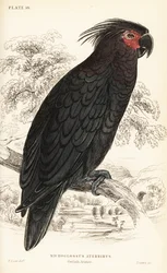 Palm cockatoo, Probosciger aterrimus