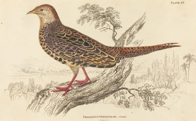 Phasianus Versicolor - Female