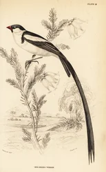 Pin-tailed Whydah, Vidua macroura