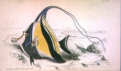 Plate 9 Horned Zanchus or Chaetodon engraved by the artist from 