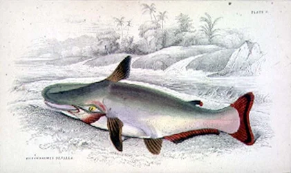 Plate 9 Hypothalmus Davalla from 