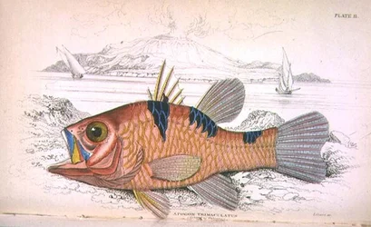 Plate Eleven; Apongon Trimaculatus (Island of Volcano) Engraved by the Artist from 