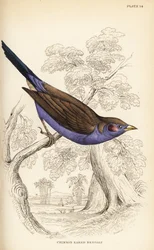 Red-cheeked cordon-bleu