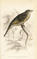 Red-shouldered Cuckooshrike, Female, Campephaga phoenicea