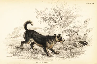Scottish Terrier, Canis lupus familiaris