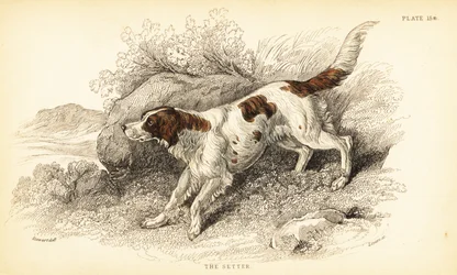 Setter