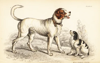 The Alpine or Great St Bernard dog and King Charles spaniel