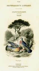 The Naturalist
