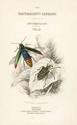 Title page with vignette of jewel beetle and patch-winged diamond beetle