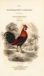 Titlepage with vignette of red junglefowl (Javan)