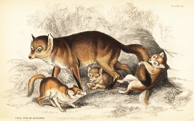 Variety of Red Fox, Vulpes vulpes, with Cubs