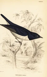 Violet-backed Starling, Cinnyricinclus leucogaster (White-bodied Grakle, Lamprotornis leucogaster)