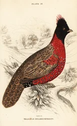 Western tragopan or western horned tragopan