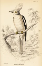 White-crested Helmetshrike, Prionops plumatus