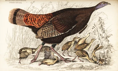 Wild turkey, female and young