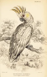 Yellow-crested cockatoo, Cacatua sulphurea
