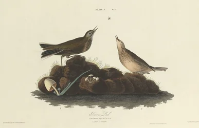 Brown Lark
